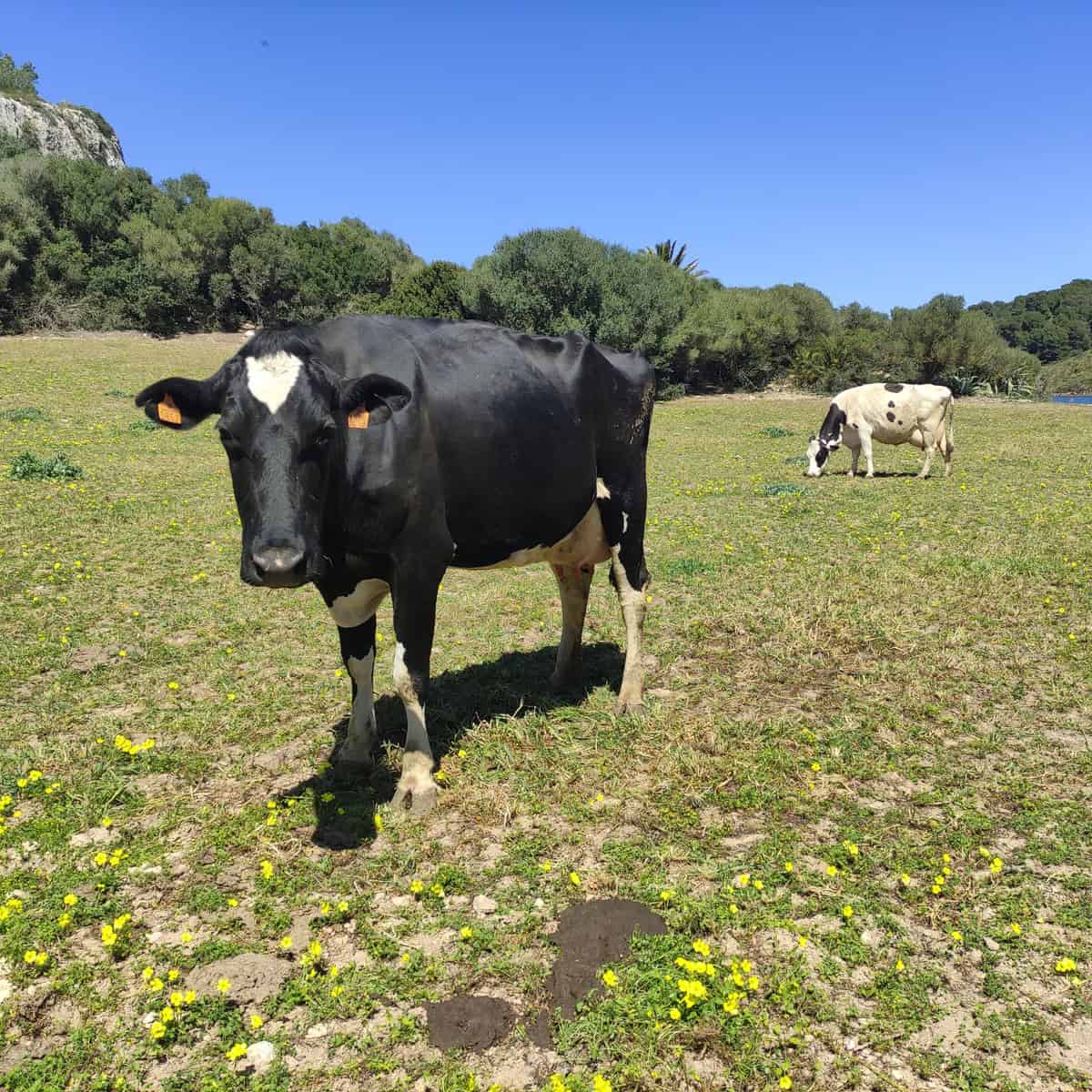 A green field with a happy black cow in the foreground and a white cow in the background grazing on grass.