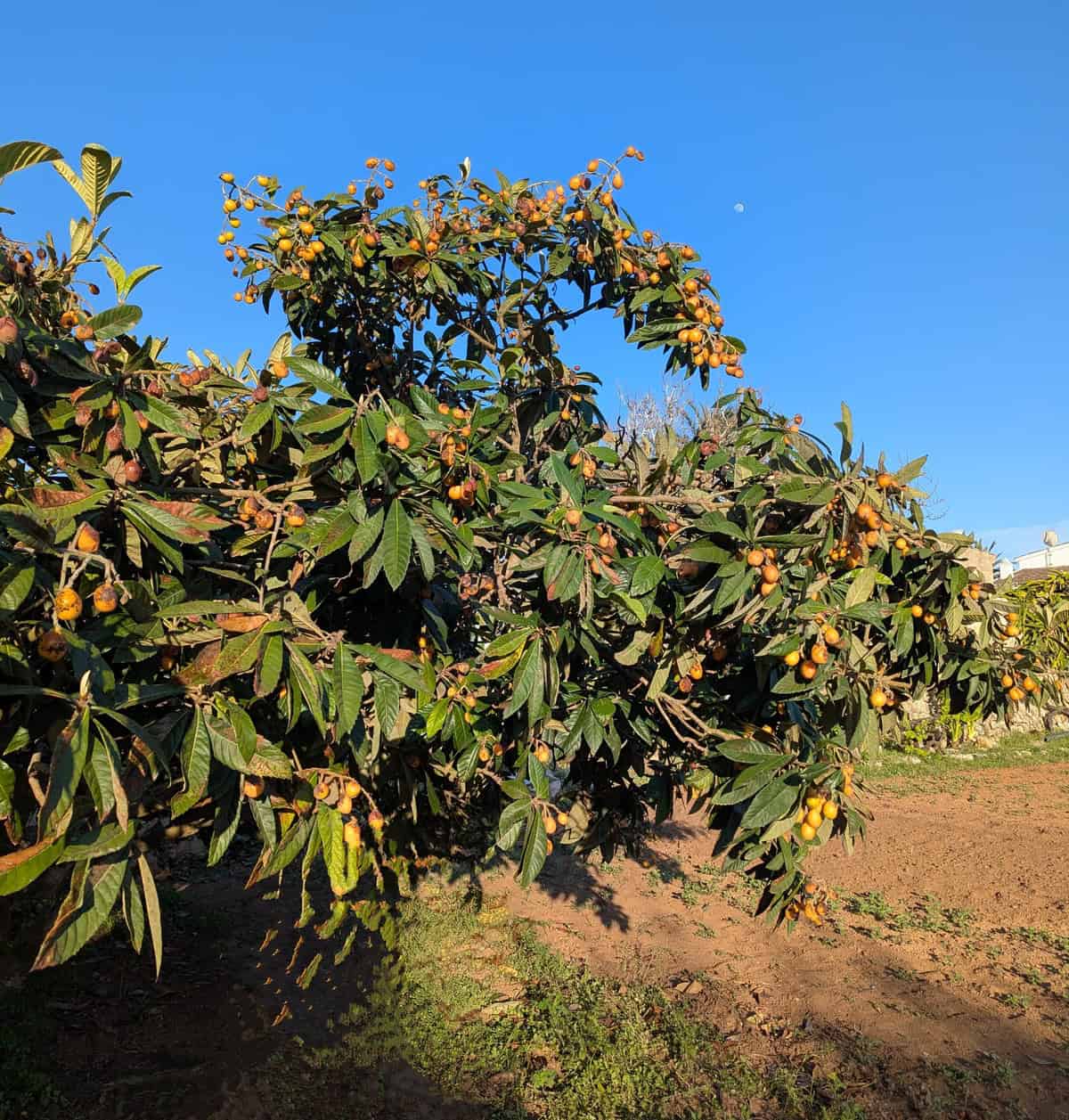 A nispero loquat tree with many fruit on it in the field in Menorca.